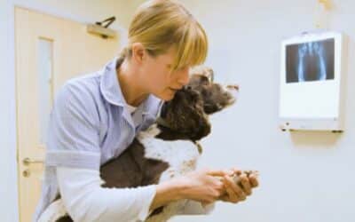 Handelsblatt: Investoren back veterinary medicine [DE]