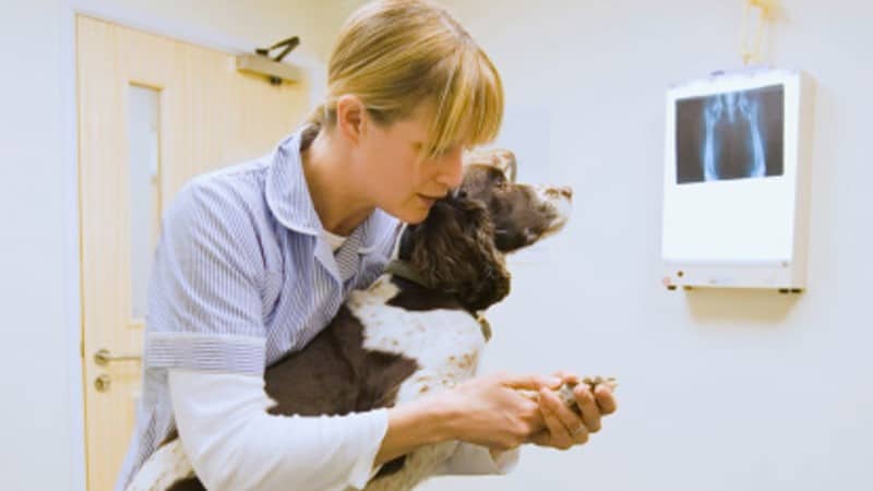 Handelsblatt: Investoren back veterinary medicine [DE]