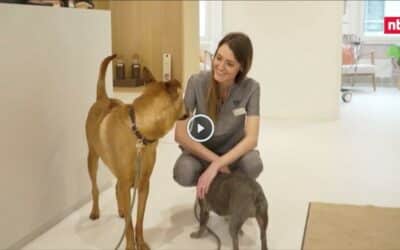 ntv: Filus feel-good veterinary clinics exude a spa feeling [DE]